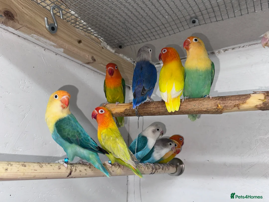 Lovebirds birds for sale: Mutation Love Bird for sale  - Advert 2
