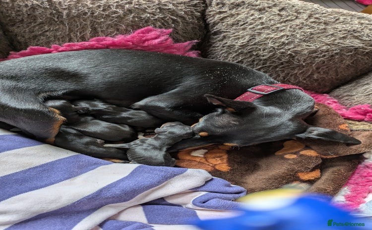 English Toy Terrier dogs Quality English Toy Terrier puppy  - Advert 7