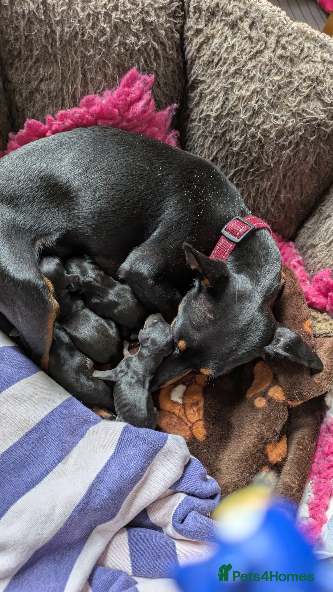English Toy Terrier dogs for sale: Quality English Toy Terrier puppy  - Advert 1