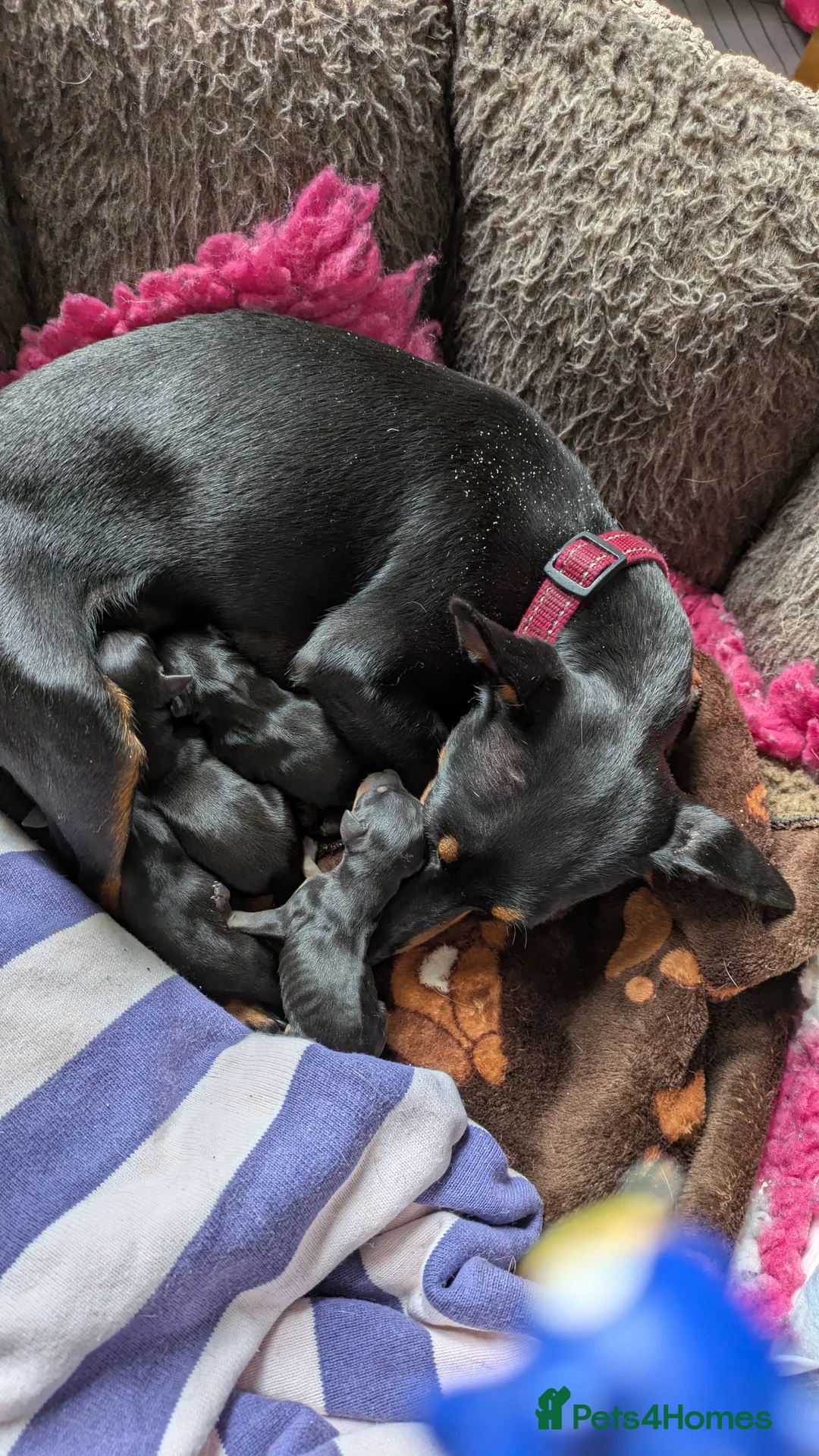 English Toy Terrier dogs for sale: Quality English Toy Terrier puppy  - Advert 1