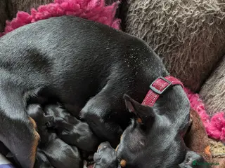 English Toy Terrier dogs Quality English Toy Terrier puppy - Advert 2