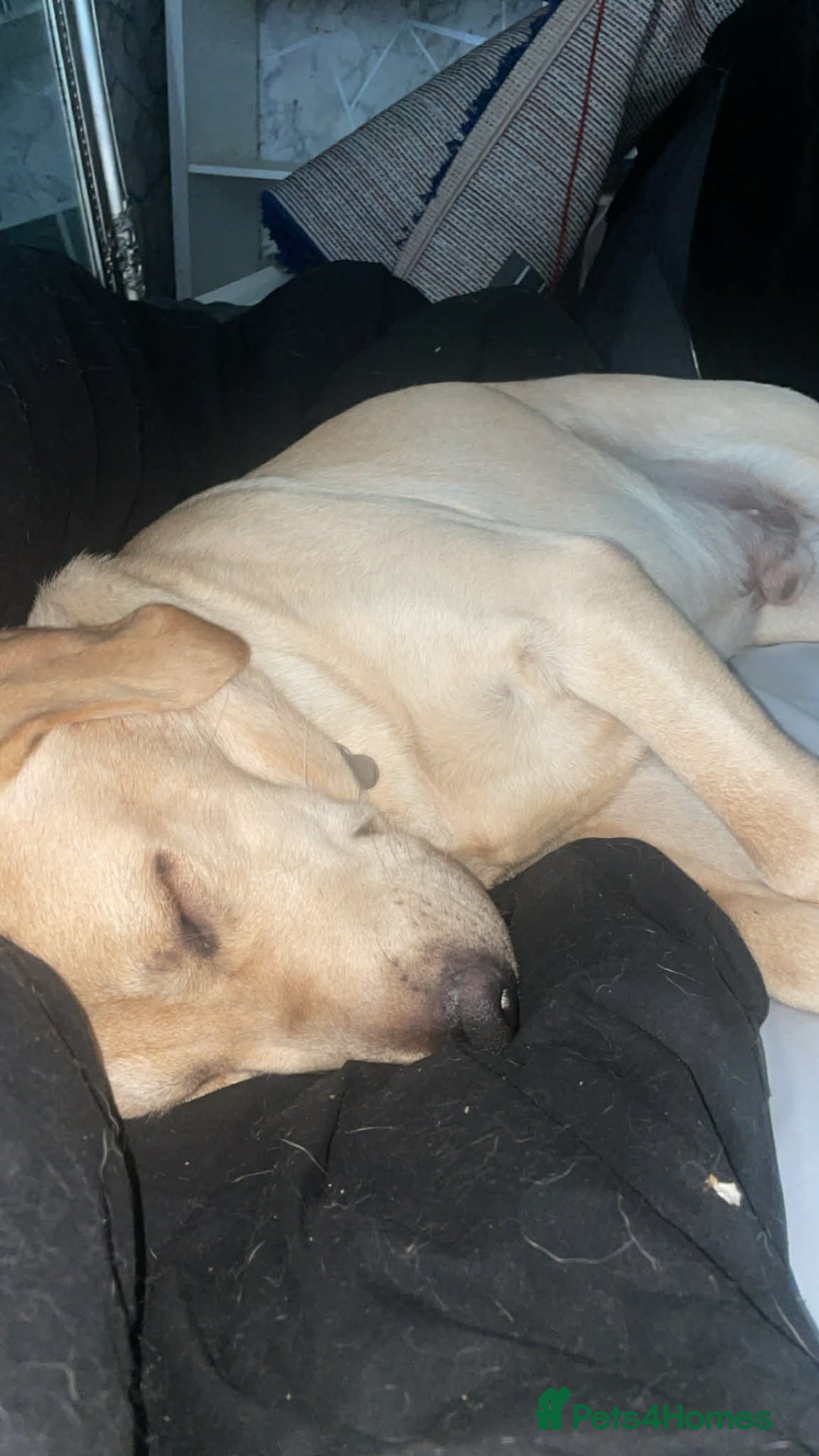 Labrador Retriever dogs for sale: Labrador male  - Advert 3