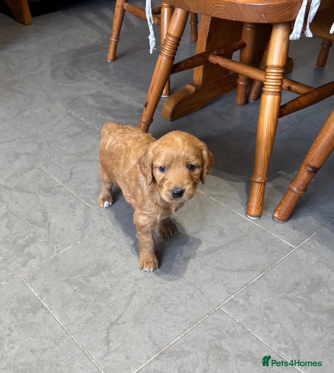 Goldendoodle dogs for sale: F1 Miniature Goldendoodles in Witham - Advert 2