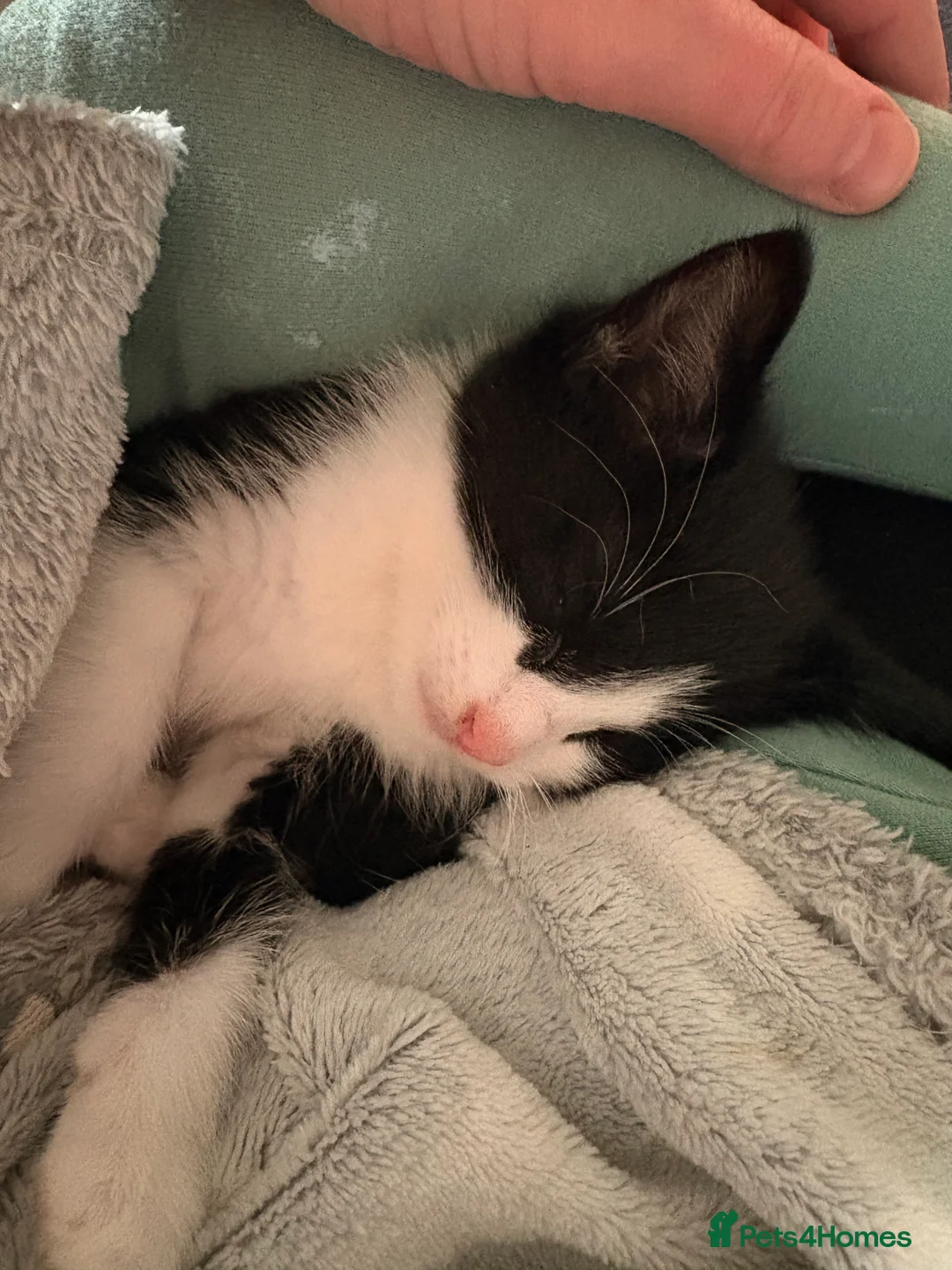 Mixed Breed cats for sale: Half bengal and Norwegian forest cat in Worcester Park - Advert 11