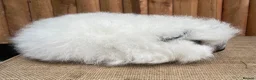 Guinea Pig rodents for sale: Swiss teddy baby sow  - Advert 5