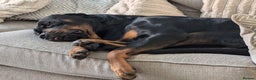 Rottweiler dogs for stud: Rottweiler for STUD only (not for sale/rehoming) - Advert 17