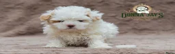 Shihpoo dogs for sale: DonnaJays something truly special 🌟🌟🌟🌟🌟 - Advert 3