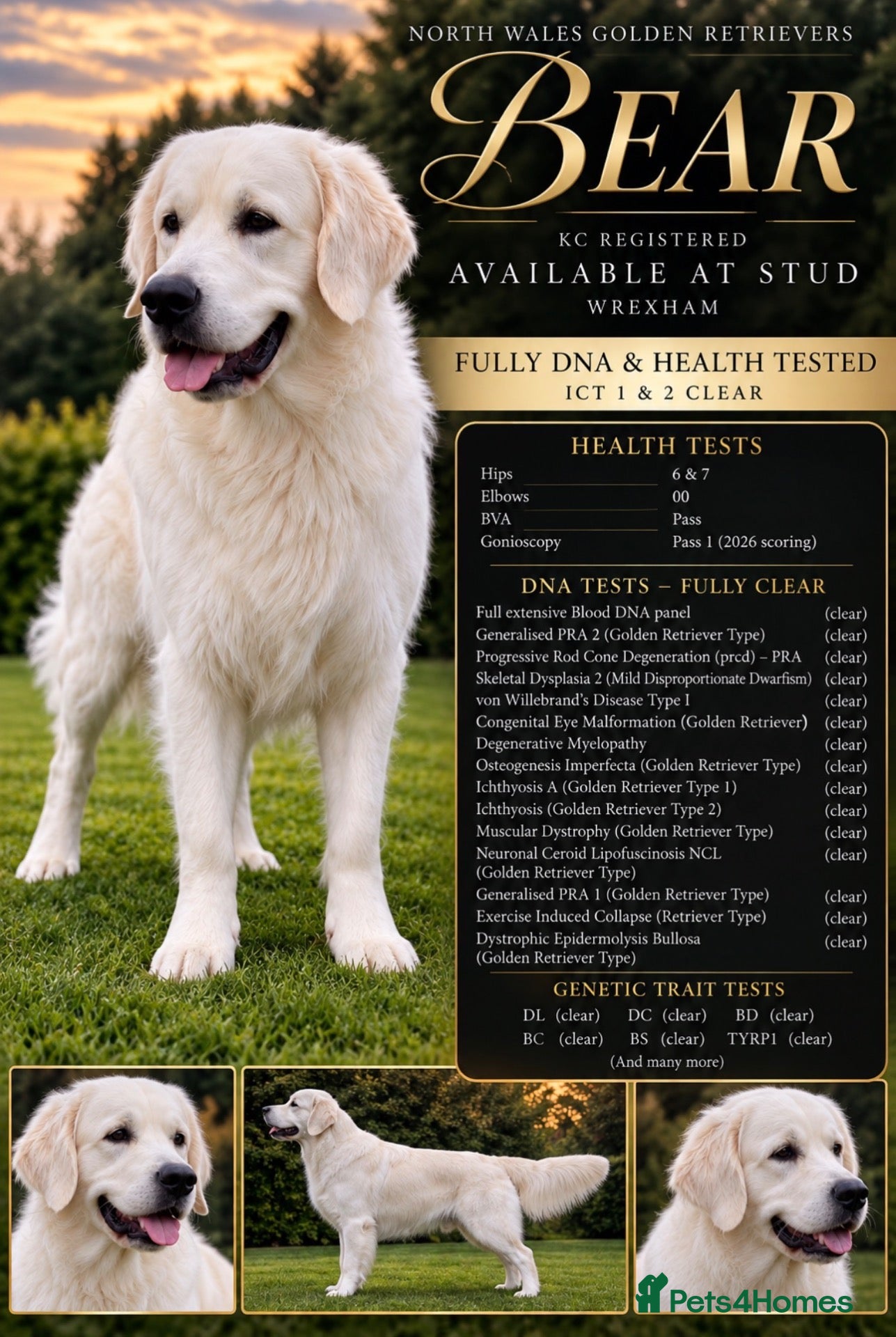 Golden Retriever dogs TOP CLASS! DNA & ICT CLEAR PERFECT STUD  - Advert 5