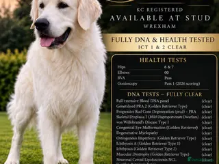 Golden Retriever dogs TOP CLASS! DNA & ICT CLEAR PERFECT STUD - Advert 5