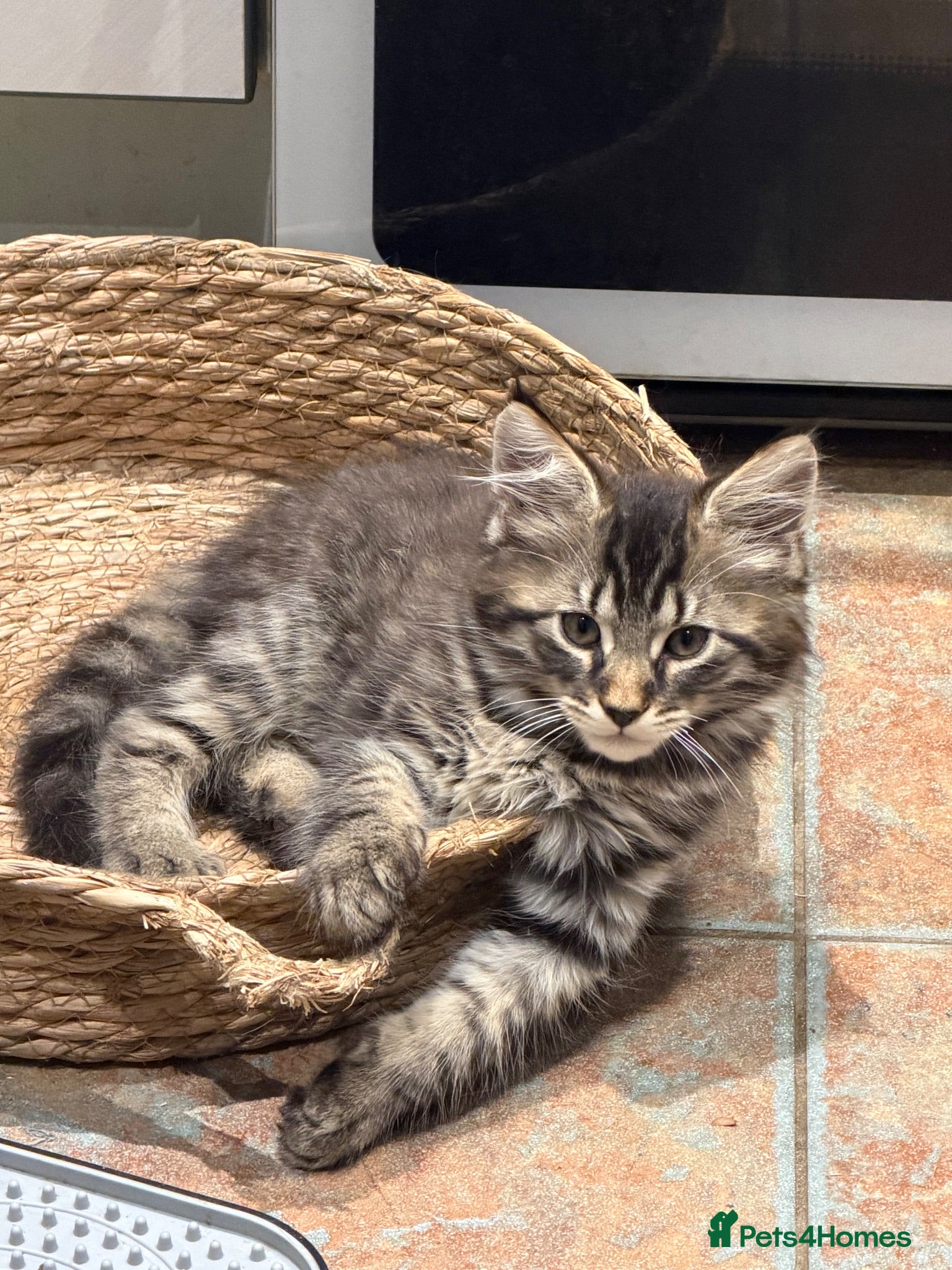 Mixed Breed cats Stunning kittens  - Advert 14