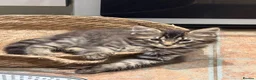 Mixed Breed cats for sale: Stunning kittens  - Advert 5