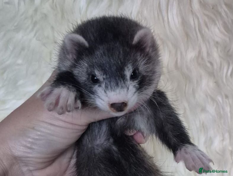 Ferret rodents Half Angora Jill - Advert 9