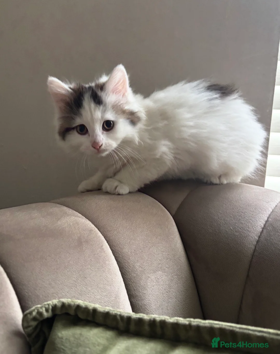 Mixed Breed cats for sale: 1 boy and 1 girl kitten 8 weeks old - Advert 2