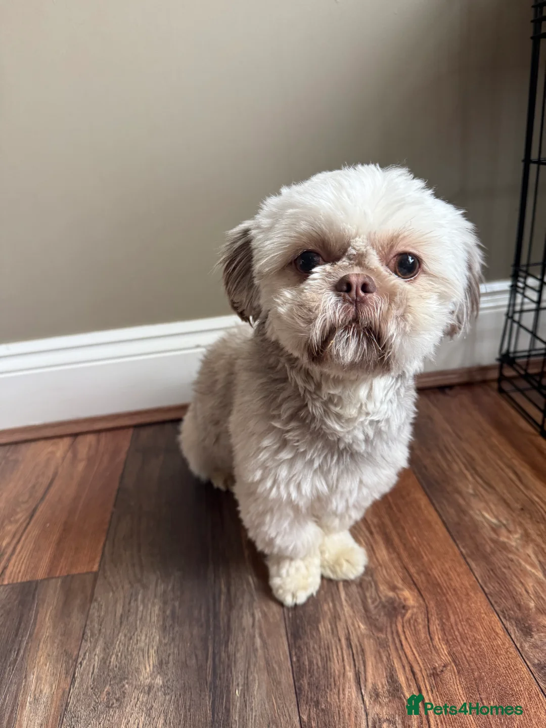 Shih Tzu dogs for sale: Beautiful Sand Beige Cream Shih Tzu Male - Advert 1