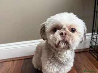 Shih Tzu dogs Beautiful Sand Beige Cream Shih Tzu Male - Advert 3