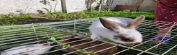 Mixed Breed rabbits for sale: bunnies in Plymouth - Advert 25
