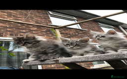 Maine Coon cats for sale: Maine coon kittens ready now - Image 3