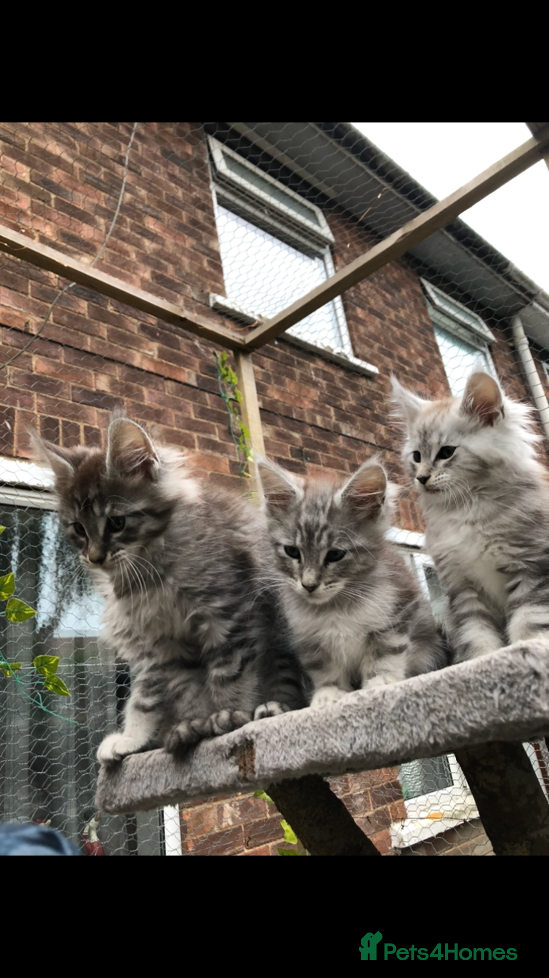 Maine Coon cats for sale: Maine coon kittens ready now - Image 3