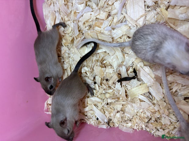 Gerbil rodents - Advert 1