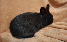 Netherland Dwarf rabbits for sale: Beautiful Pure-bred Netherland Dwarf Does - Image 5