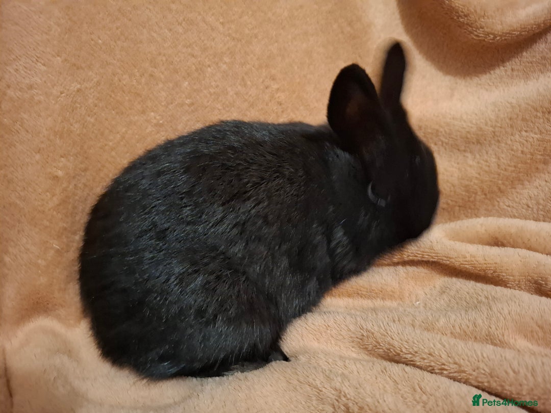 Netherland Dwarf rabbits for sale: Beautiful Pure-bred Netherland Dwarf Does - Image 5
