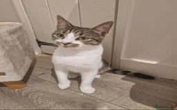 Mixed Breed cats for adoption: 🍥Nemo🍥 for adoption, fostered in OXFORD - Image 1