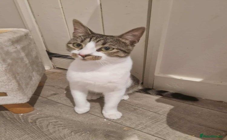 Mixed Breed cats - Advert 5
