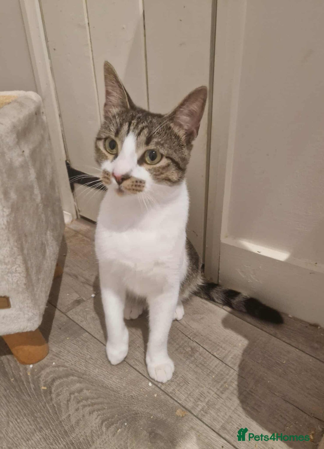 Mixed Breed cats for adoption: 🍥Nemo🍥 for adoption, fostered in OXFORD - Image 1