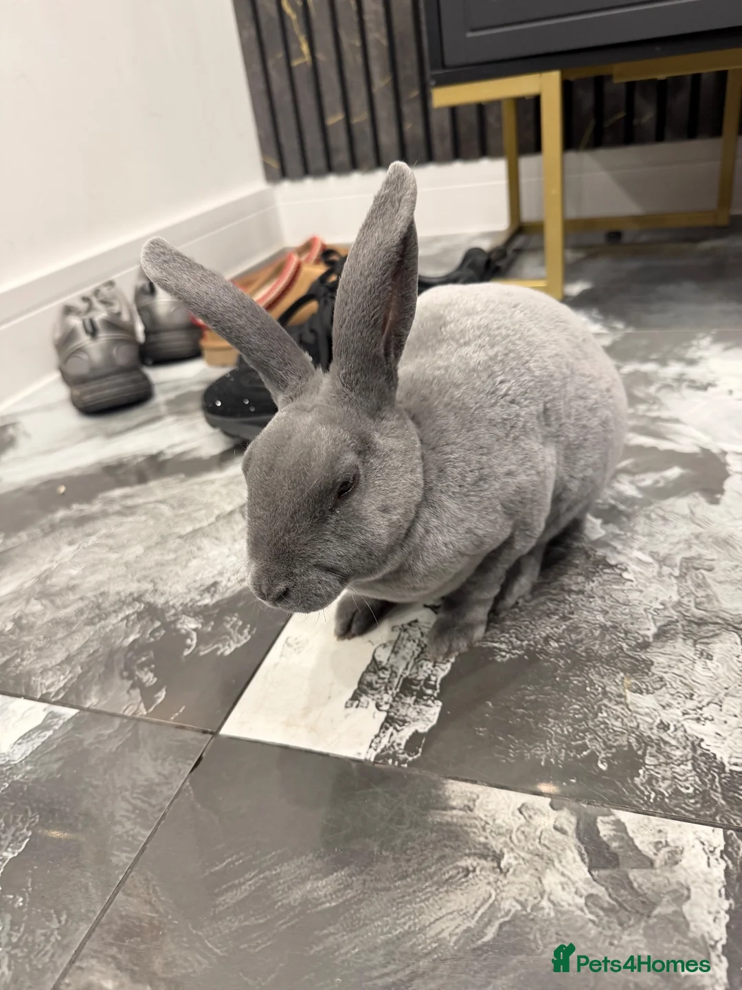 Rex rabbits for sale: Blue mini Rex rabbits  in Wolverhampton - Advert 2