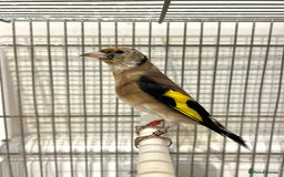 Finches birds for sale: Juvenile goldfinches ! Males and females bbc rung! - Image 6