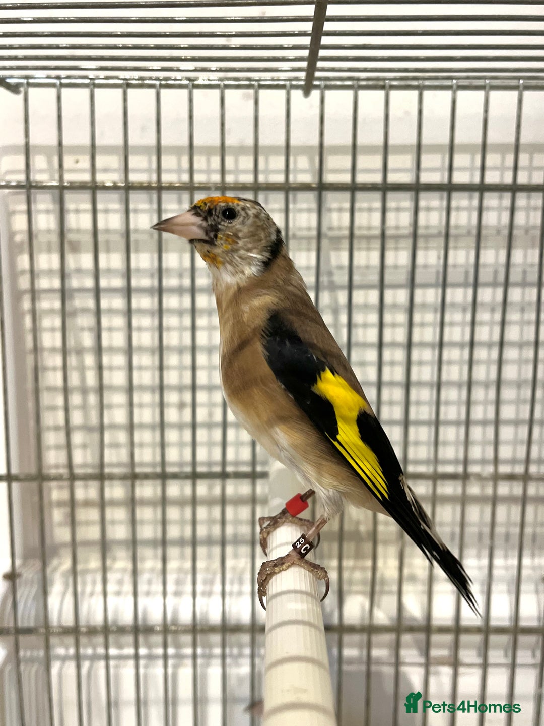 Finches birds for sale: Juvenile goldfinches ! Males and females bbc rung! - Image 6