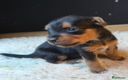 Patterjack dogs for sale: 🐾 🐶 Gorgeous patterjack puppies 🐶 🐾 - Image 1