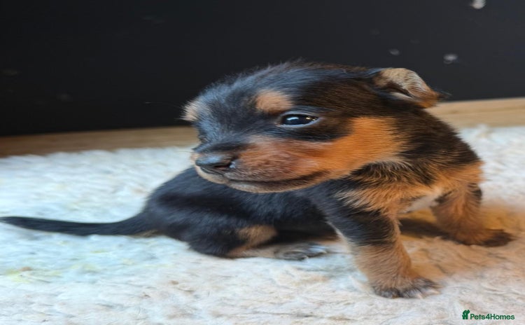 Patterjack dogs - Advert 1