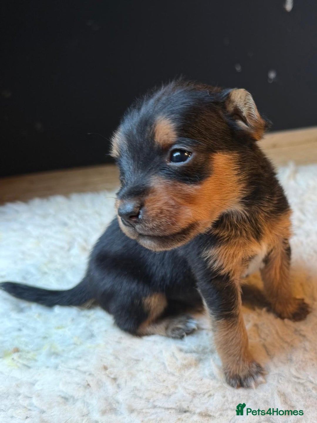 Patterjack dogs for sale: 🐾 🐶 Gorgeous patterjack puppies 🐶 🐾 - Image 1