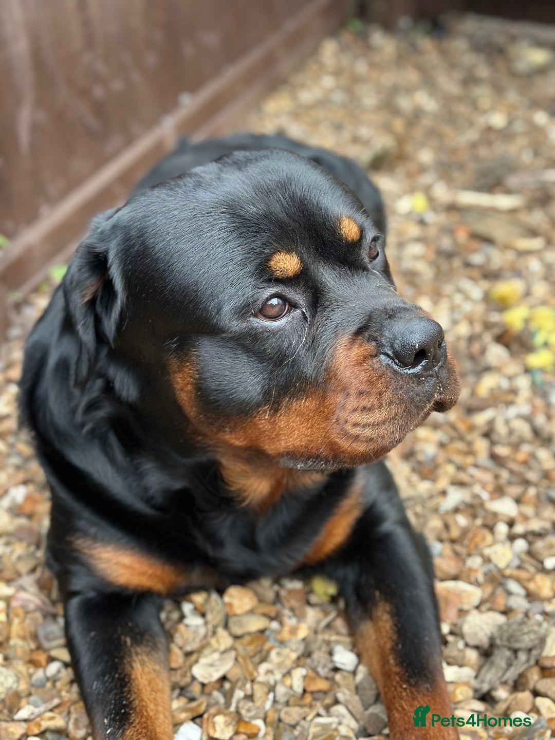 Rottweiler dogs for stud: Rottweiler Dog for Stud - Image 7
