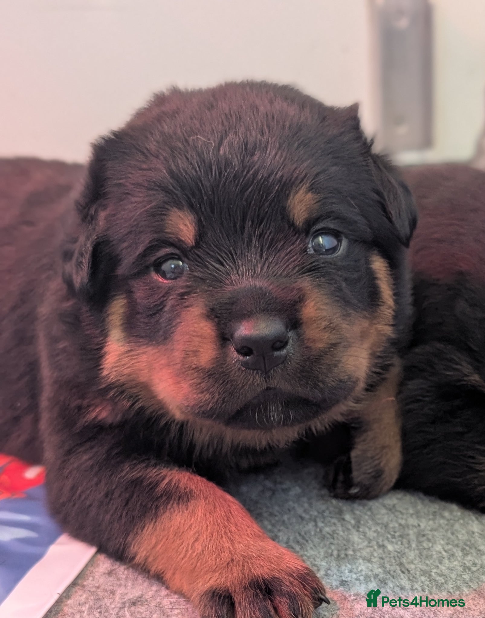 Rottweiler dogs KC Rottweiler puppies  - Advert 1