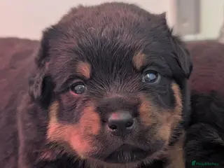 Rottweiler dogs for sale: KC Rottweiler puppies - Advert 1