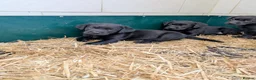 Labrador Retriever dogs for sale: Beautiful Labrador Puppies  - Advert 12