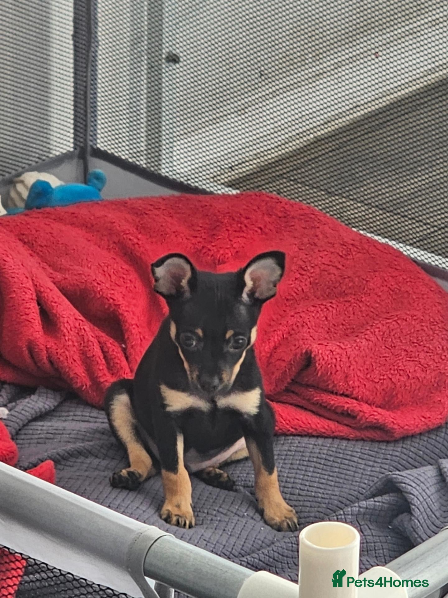 Russian Toy Terrier dogs Rare black russian toy. - Advert 2