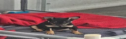 Russian Toy Terrier dogs for sale: Rare black russian toy. - Advert 2