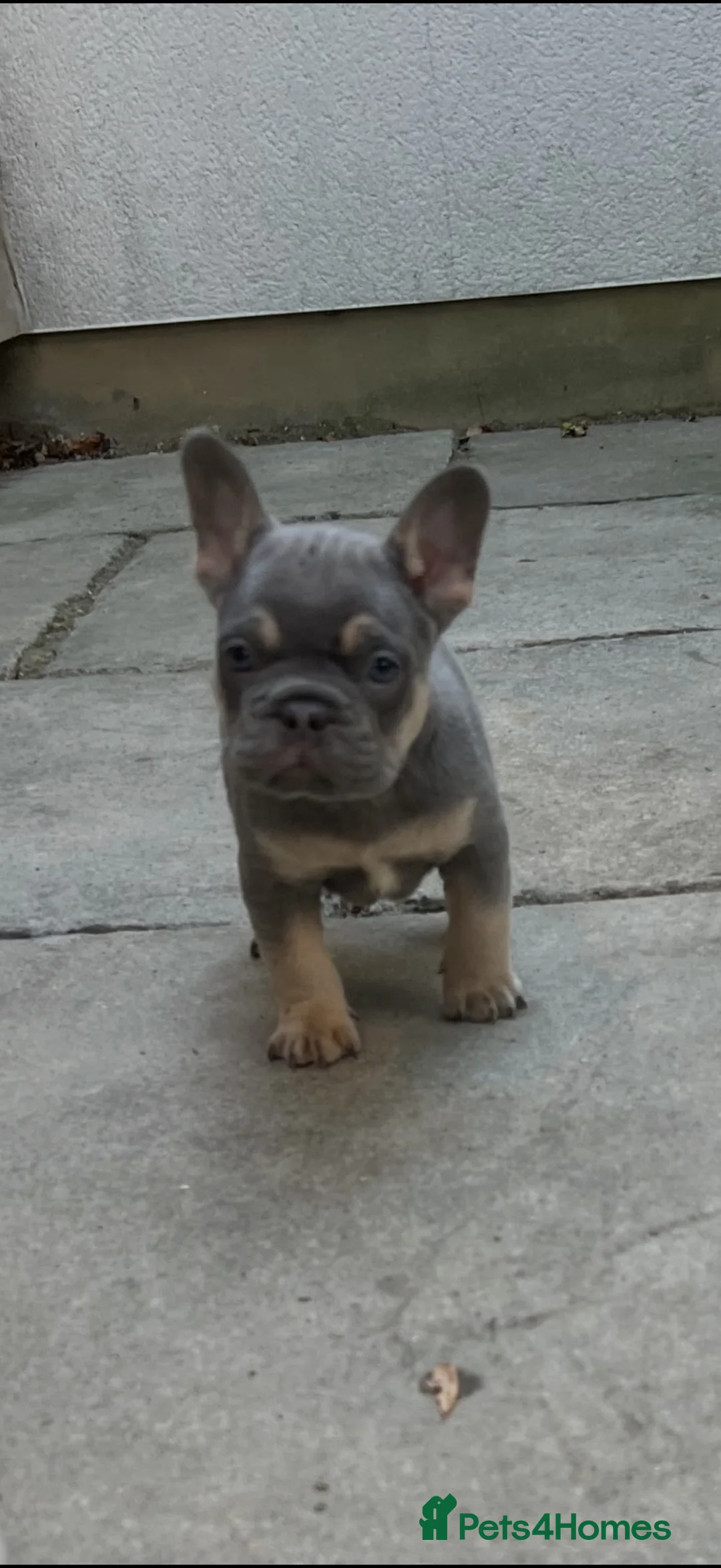 French Bulldog dogs for sale: French bull dog puppies - Advert 2