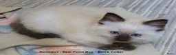Ragdoll cats for sale: Quality GCCF Reg Ragdoll Kittens - Advert 5