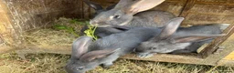 Continental Giant rabbits for sale: Four continental x bunnies - Advert 3