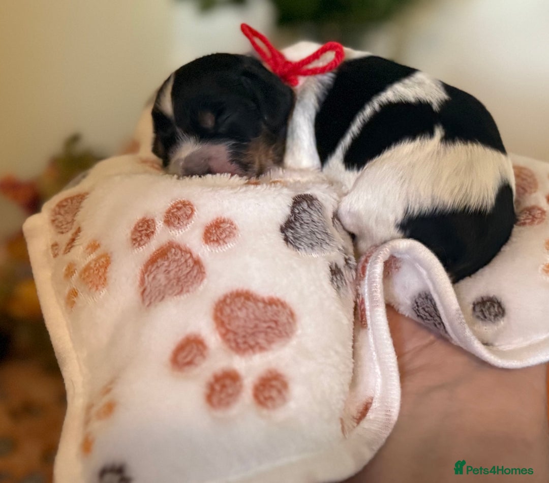 Cocker Spaniel dogs for sale: Stunning 5 Star KC  Show Cocker Spaniels - Image 13