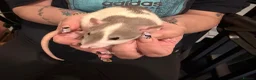 Rat rodents for sale: Adorable baby dumbo rats  - Advert 1