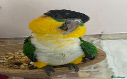 Parrots birds for sale: Hand reared black headed Caique - Image 2