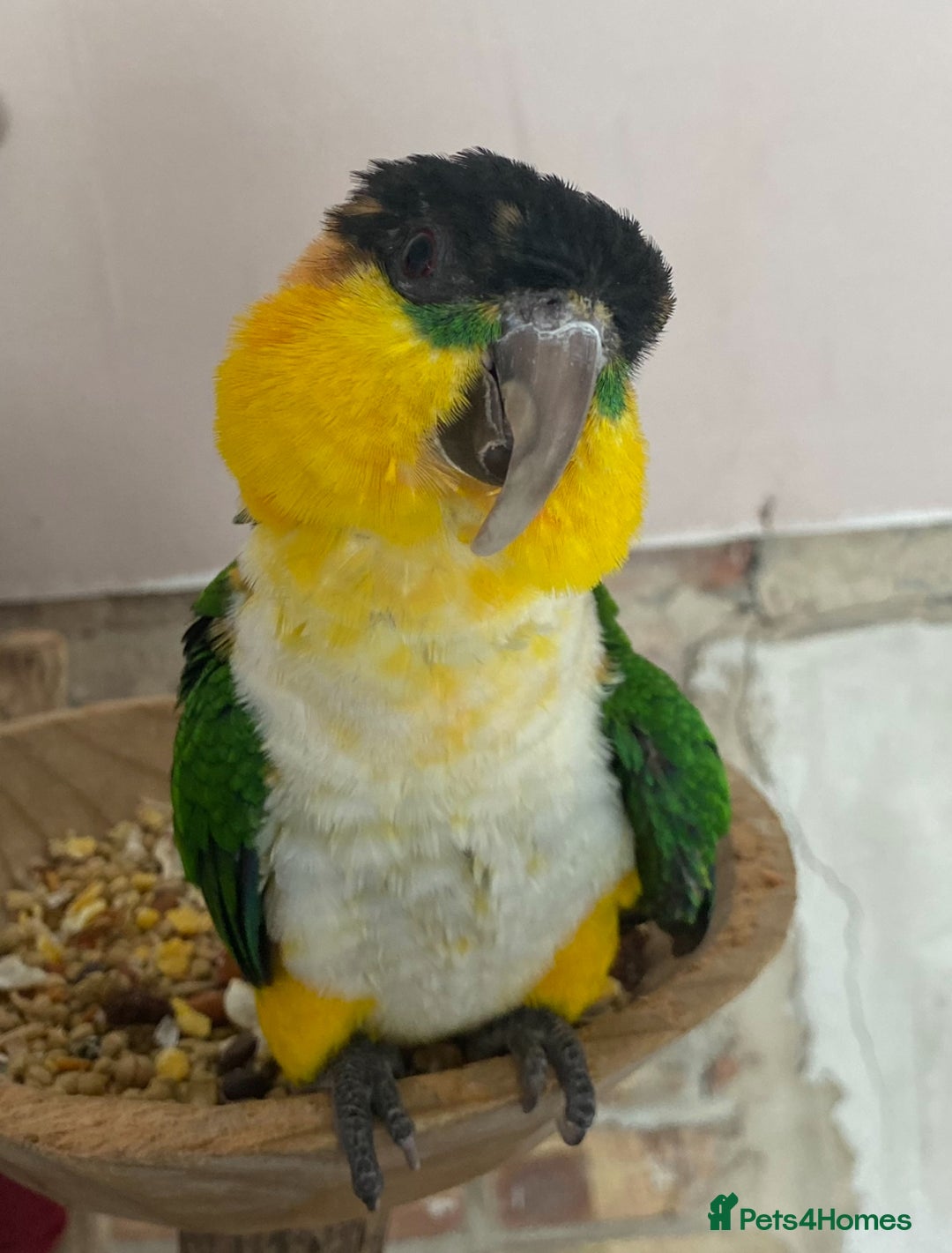 Parrots birds for sale: Hand reared black headed Caique - Image 2
