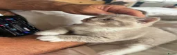 British Shorthair cats for sale: Stunning British shorthair kitten  - Advert 12