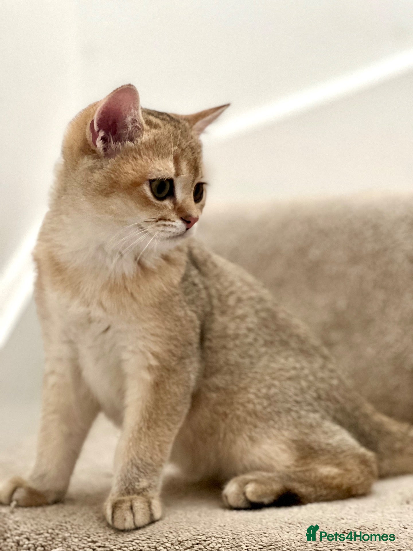 British Shorthair cats for sale: (LAST KITTEN) BSH Chocolate Golden Shaded Boy - Advert 14