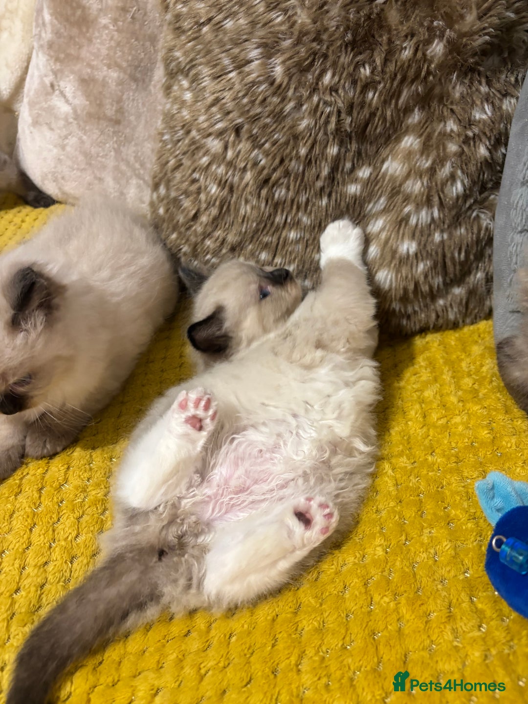 Ragdoll cats for sale: Pure Fluffy Ragdoll kittens - Image 16